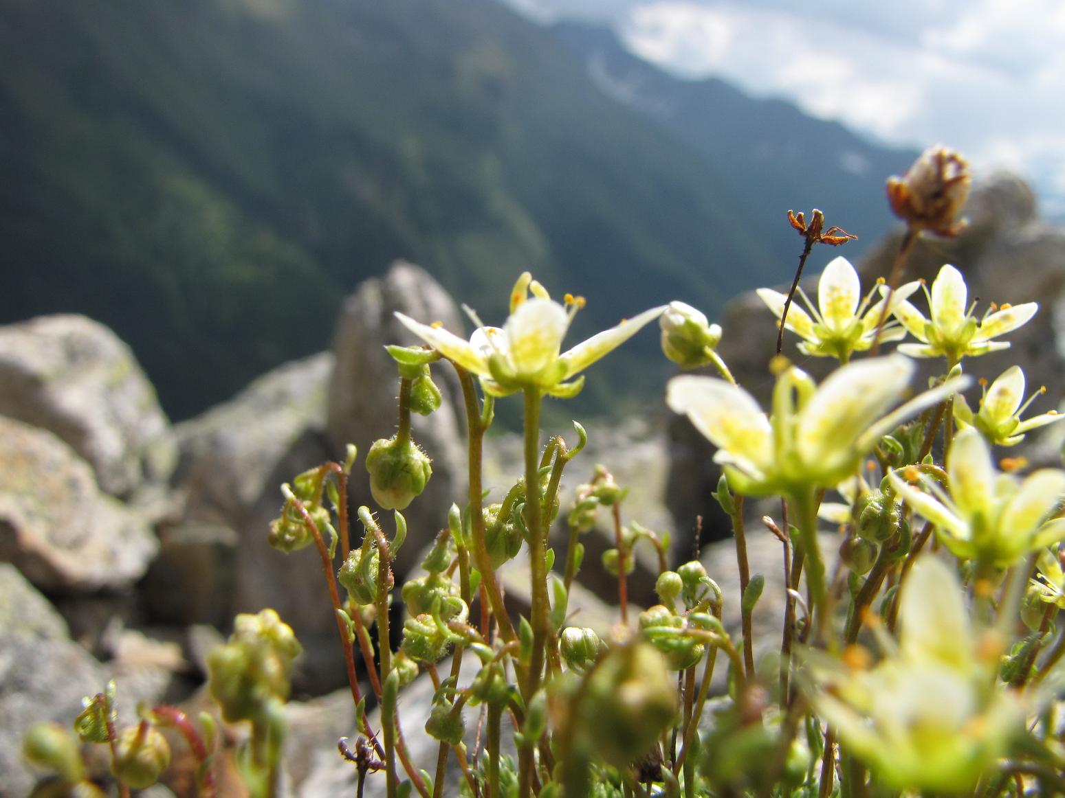 Saxifraga bryoides